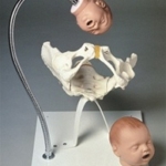 phantom Simulaids Birth Simulator – Female Pelvic Bone with Fetal Heads on Stand