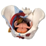 Female Pelvis Model with Ligaments, Vessels, Nerves, Pelvic Floor and Organs, 6 part
