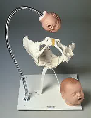 Pelvic Bone with Fetal Heads on Stand Simulaids 195