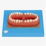 Set of teeth of an Adult(Set)
