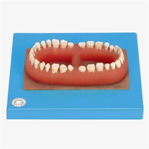 Set of teeth of an Adult(Set)