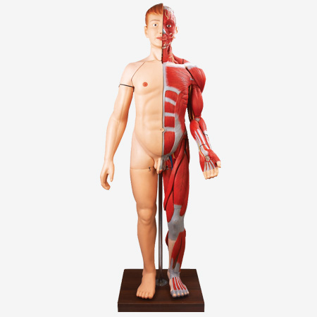 GD/A10001 Human Body Muscles with Internal Organs