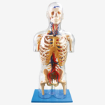 GD/A10005 Transparent Torso with Main Neural and Vascular Structures