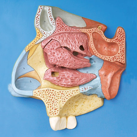 GD/A13002 Median Sagittal Section of Nasal Cavity