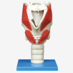 GD/A13005 Functional Model of Larynx