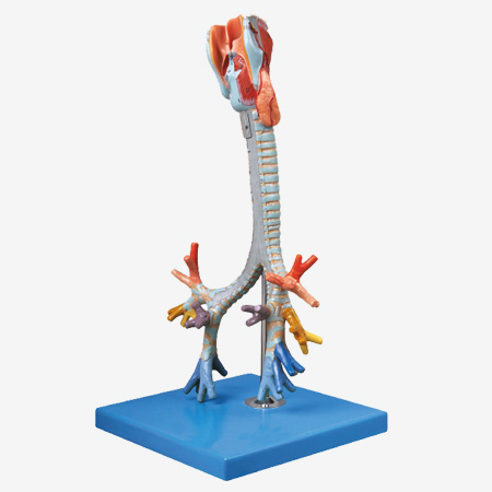 GD/A13006 Larynx,Trachea and Bronchial Tree Model