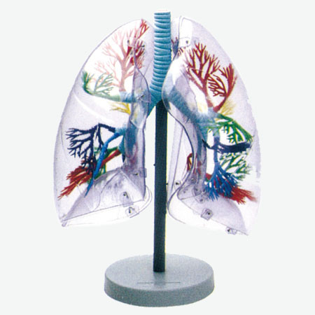 GD/A13009 Transparent Lung Segment Model