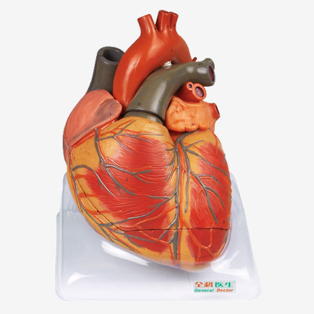 GD/A16006 Adult Heart Model