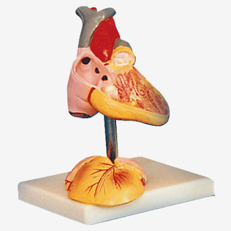 GD/A16008 Child Heart Model