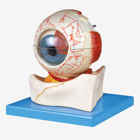 GD/A17103 Eyeball