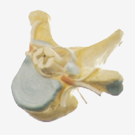 GD/A18106 Thoracic Vertebra with Spinal Cord