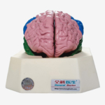 GD/A18204 Brain Lobe Model