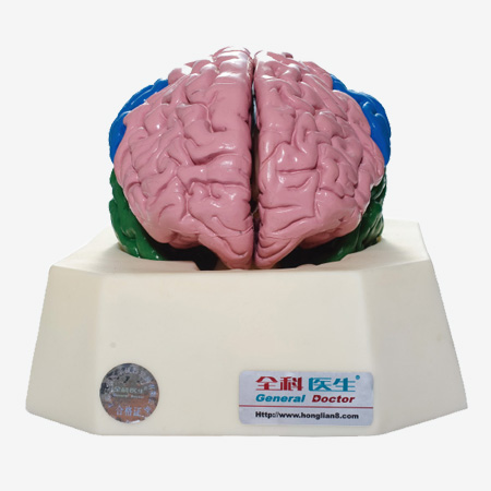 GD/A18204 Brain Lobe Model