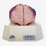 GD/A18206 Functional Zones of Cerebral Cortex