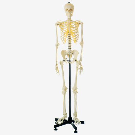 GD/A11101 Artificial Human Skeleton