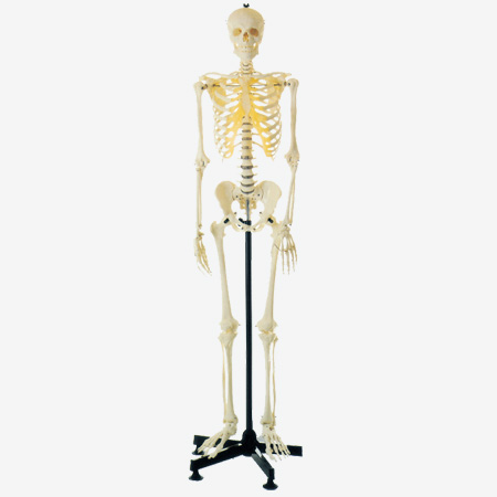 GD/A11101/3 85cm Whole Body Skeleton Model