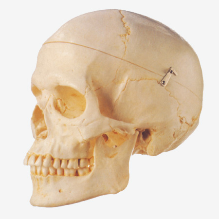 GD/A11110 Adult Skull