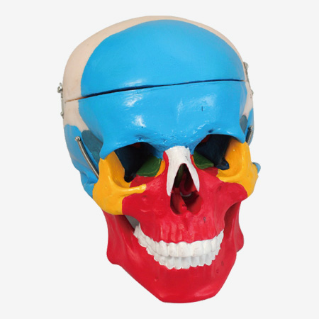 GD/A11118 Skull Separation Model