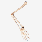 GD/A11124 Arm Bone Model