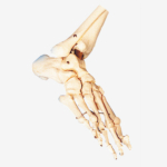GD/A11133 Bones of Foot