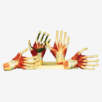 GD/A11306 Palm Anatomy