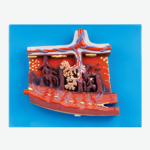 GD/A42010/2 Enlarged Model of Placenta