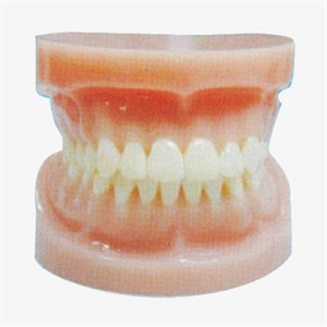 GD/B10033 Standard Full-mouth Teeth Model