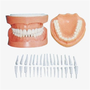 GD/B10029 Detachable Teeth Model with Root