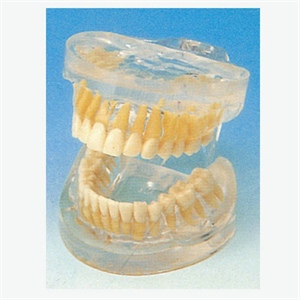 GD/B10010 Transparent Adult Teeth Model
